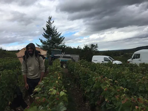 C’est parti pour les vendanges en Côte d’Or 